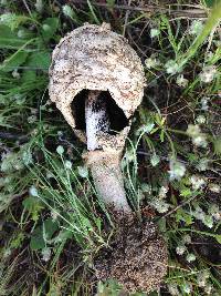 Agaricus texensis image