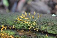 Calocera cornea image