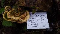 Trametes gibbosa image