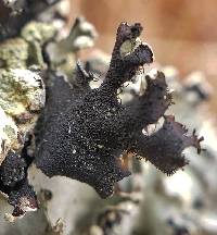 Parmotrema reticulatum image