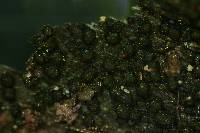 Anteaglonium globosum image