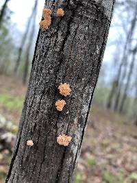 Xylaria cubensis image