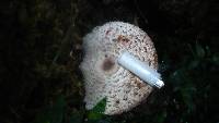 Macrolepiota colombiana image