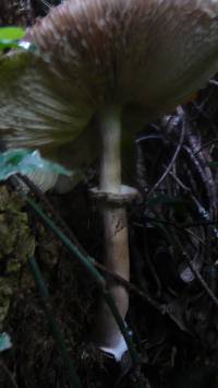 Macrolepiota colombiana image