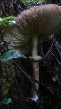 Macrolepiota colombiana image