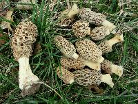 Morchella americana image