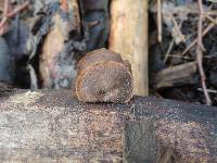 Polyporus brumalis image