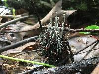 Xylaria liquidambar image