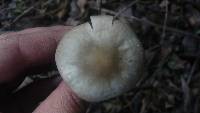 Rhodocollybia butyracea image