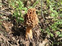 Morchella americana image