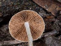 Coprinopsis canoceps image