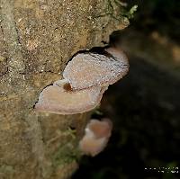 Auricularia delicata image