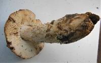 Amanita badia image