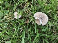 Amanita subvirginiana image