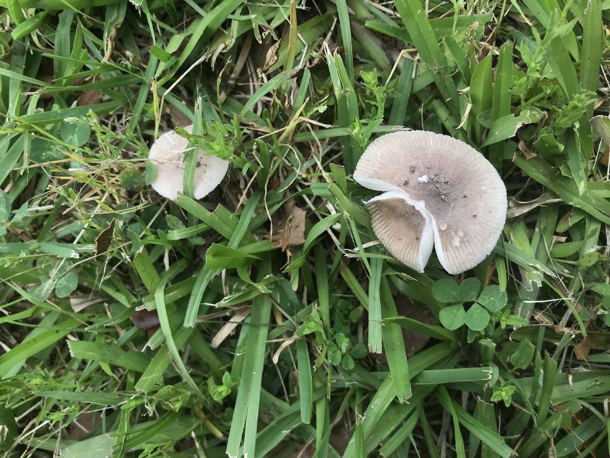 Amanita subvirginiana image