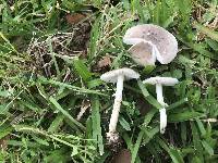 Amanita subvirginiana image