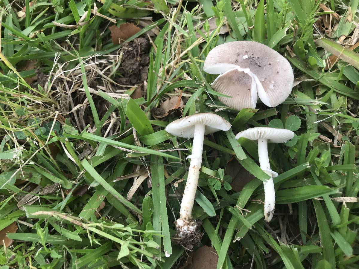 Amanita subvirginiana image