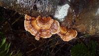 Trametes ochracea image