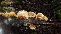 Trametes ochracea image