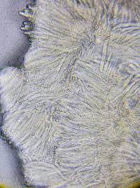 Proliferodiscus pulveraceus image