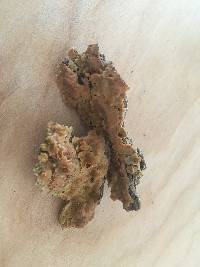 Rigidoporus crocatus image