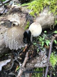 Coprinellus domesticus image