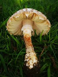 Amanita foetidissima image