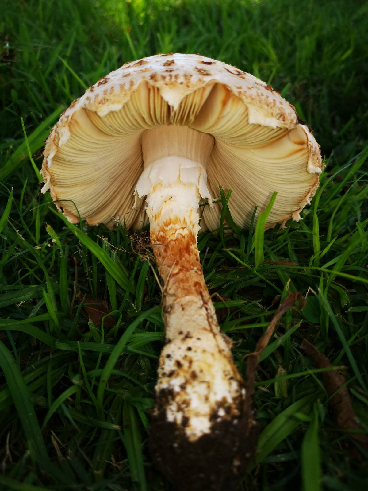 Amanita foetidissima image