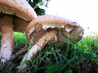 Amanita foetidissima image