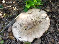 Agaricus lilaceps image