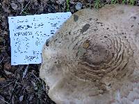 Agaricus lilaceps image