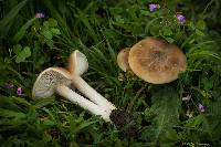 Melanoleuca exscissa var. exscissa image