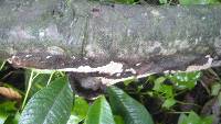 Phellinus gilvus image