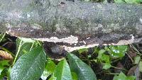 Phellinus gilvus image
