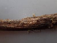 Image of Pseudotomentella vepallidospora