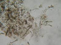 Pseudotomentella vepallidospora image