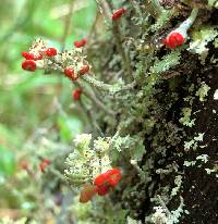 Cladonia bellidiflora image