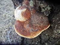 Fomitopsis schrenkii image