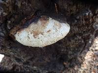 Fomitopsis schrenkii image