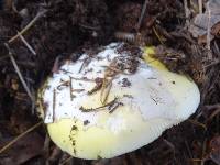 Amanita vernicoccora image