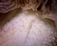 Morchella punctipes image