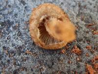 Mallocybe fulvoumbonata image