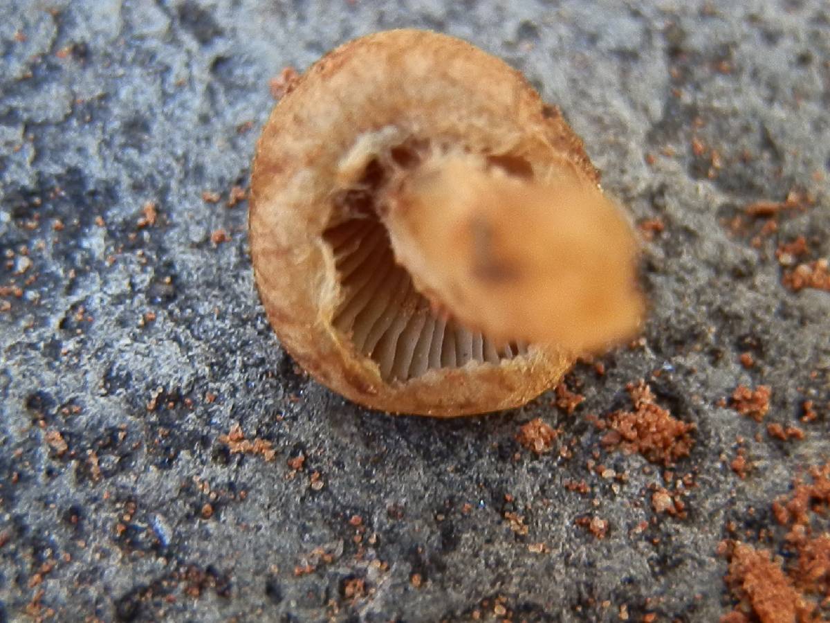 Mallocybe fulvoumbonata image