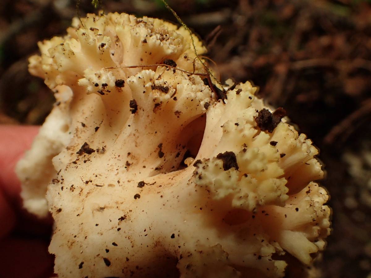 Ramaria rubricarnata var. verna image