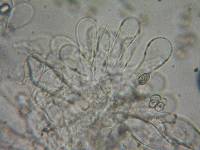 Pluteus brunneidiscus image