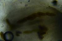 Gloniopsis subrugosa image