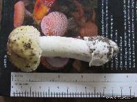 Amanita pantherinoides image