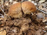 Lycoperdon radicatum image