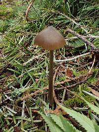 Entoloma hirtipes image