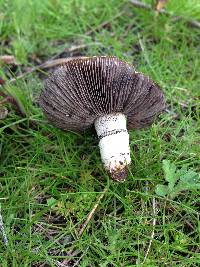 Stropharia coronilla image